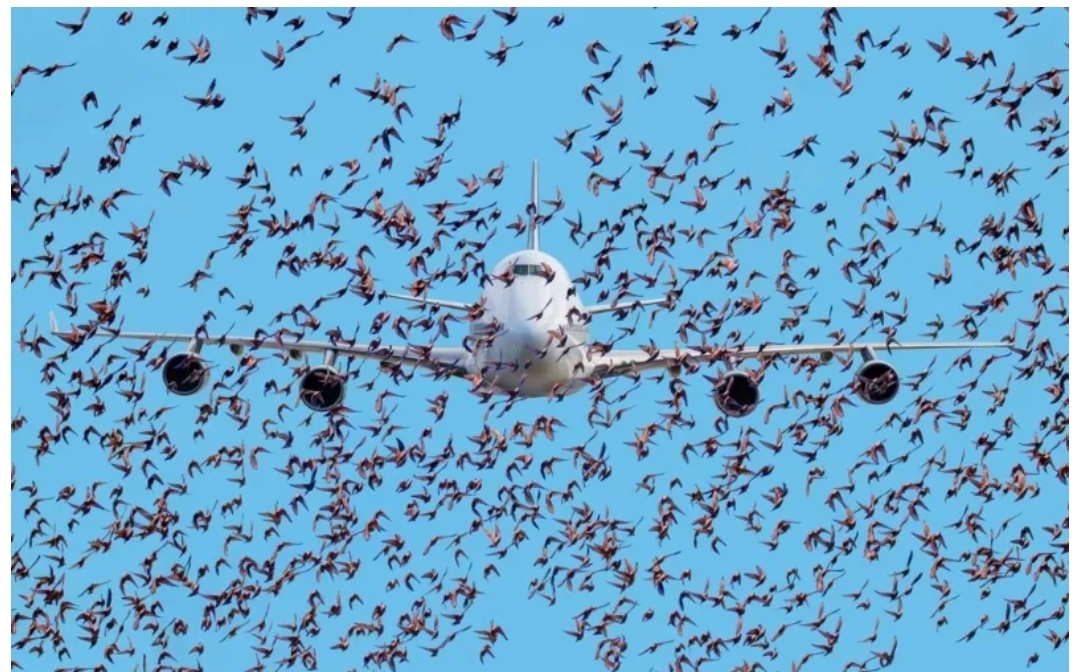 Birds Refuse To Leave Plane Alone – When Realising Why The Pilot Burst ...