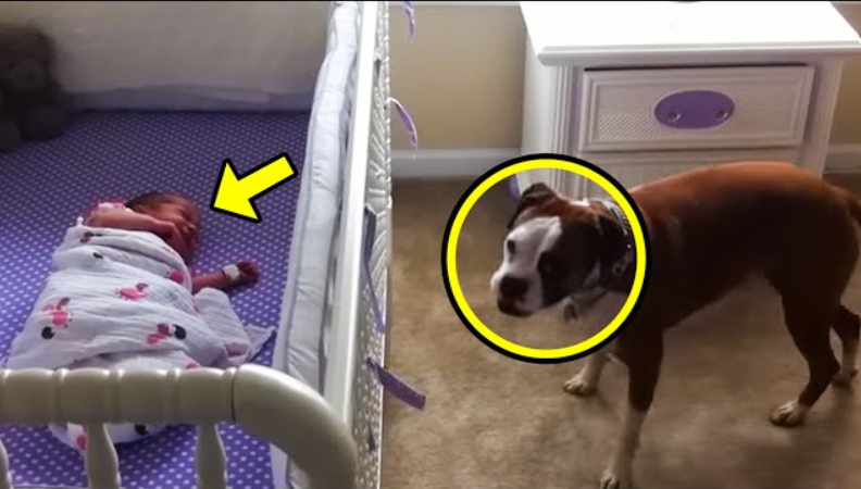 Newborn Baby Suddenly Started Crying. What The Family Dog Did Next Will ...