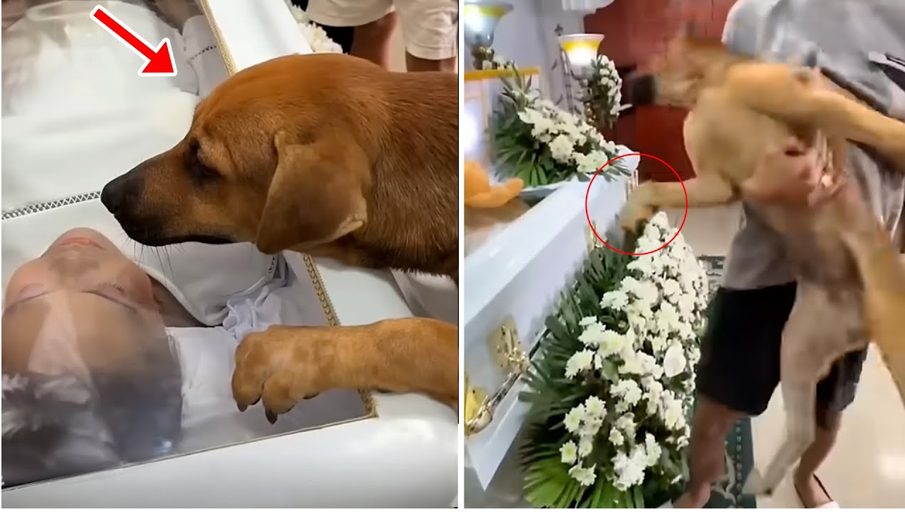 Dog attends his owner’s funeral and starts barking at the coffin. When